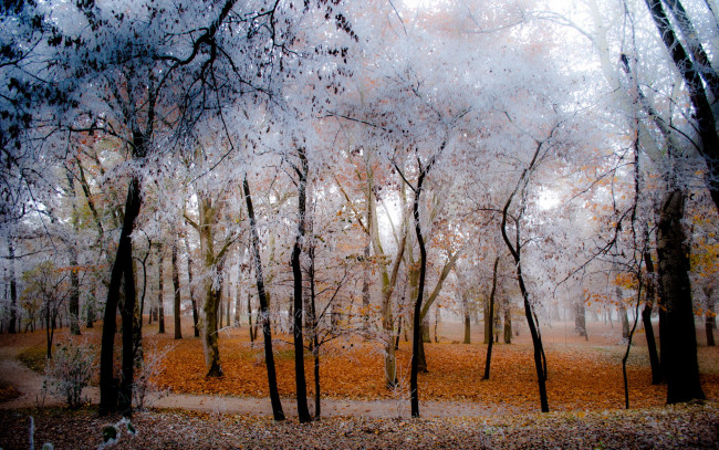 Обои картинки фото природа, лес, осень, иней