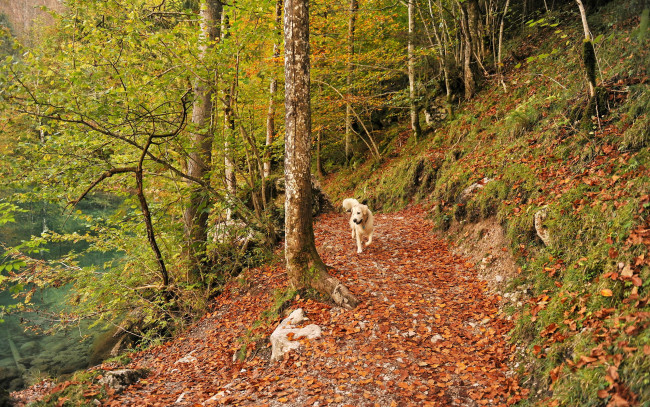 Обои картинки фото природа, лес, осень, собака