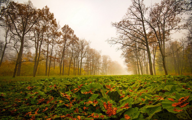 Обои картинки фото природа, листья, осень, туман, деревья