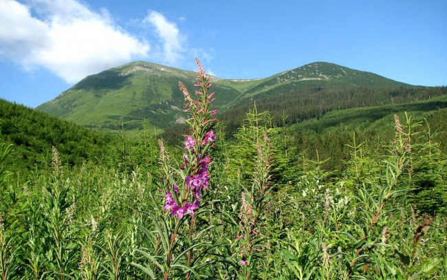Обои картинки фото природа, луга, украина, закарпатье, гора, петрос, склон, цветы