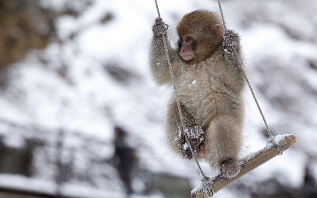 Обои картинки фото животные, обезьяны, Японская, макака, snow, monkey, качели