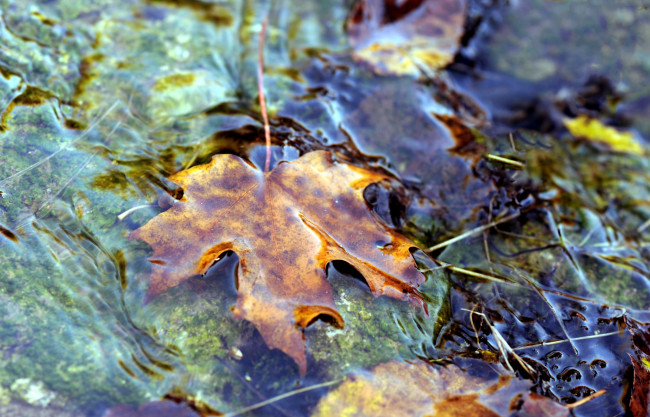 Обои картинки фото природа, листья, вода, осень, клен