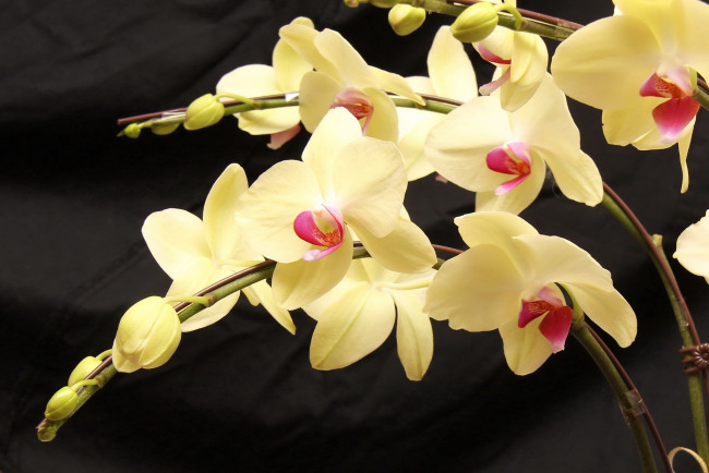 Обои картинки фото цветы, орхидеи, желтый, ветки