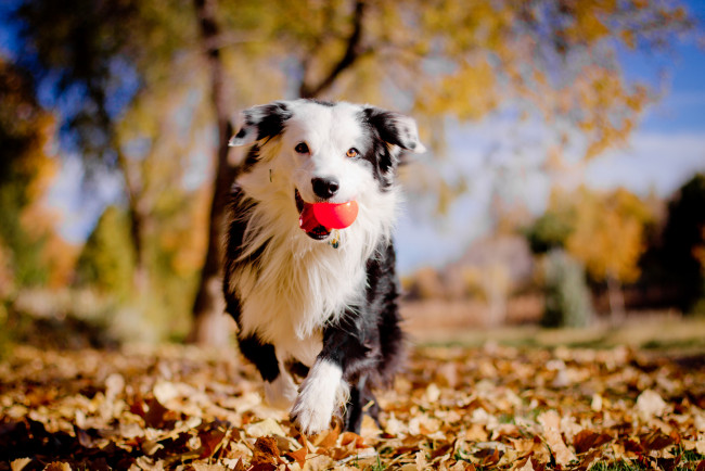 Обои картинки фото животные, собаки, настроение, осень, листья, мячик, бордер-колли