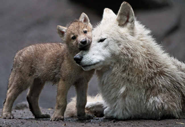 Обои картинки фото животные, волки, мама, малыш, волчонок
