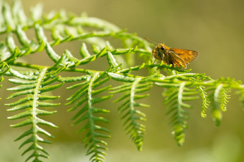 Картинка животные бабочки макро лист