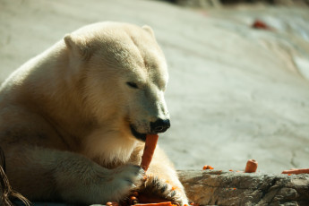 Картинка животные медведи медведь белый