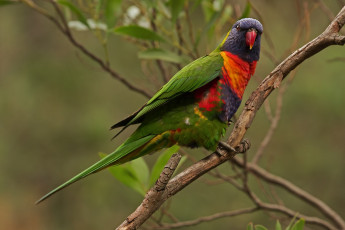 Картинка животные попугаи ветка многоцветный лорикет