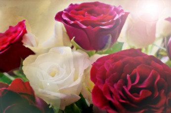 Картинка цветы розы настроение