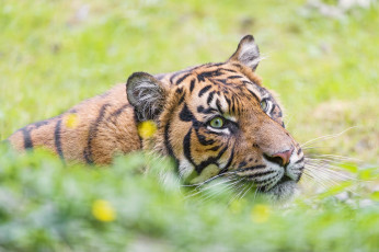 Картинка животные тигры морда усы дикая кошка