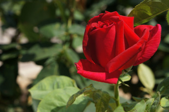 Картинка цветы розы бутон макро