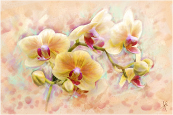 Картинка рисованные цветы орхидея