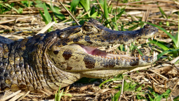 Картинка животные крокодилы трава ветки крокодил пасть зубы