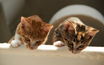Картинка животные коты котята двойняшки