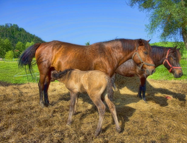 Обои картинки фото животные, лошади, жеребенок, жеребенрк, поле, сено