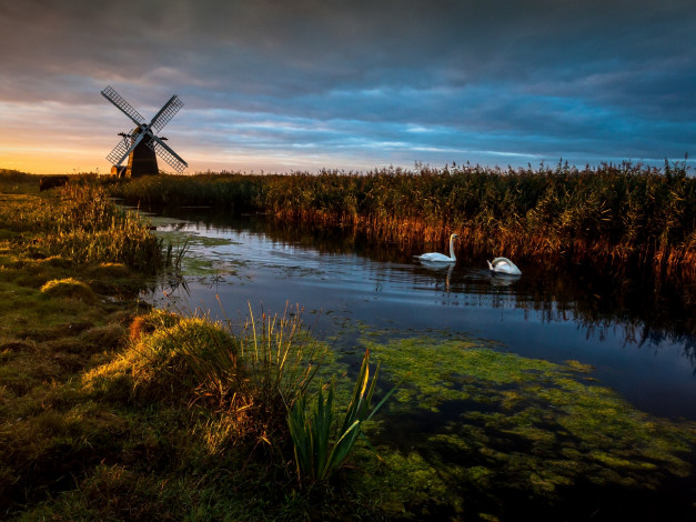 Обои картинки фото herringfleet, suffolk, england, животные, лебеди, херрингфлит, саффолк, англия, мельница, речка, камыши