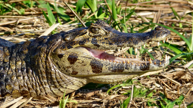 Обои картинки фото животные, крокодилы, трава, ветки, крокодил, пасть, зубы