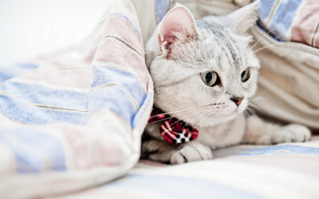 Обои картинки фото животные, коты, одеяло