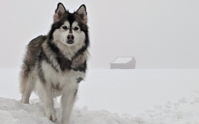 Обои картинки фото животные, собаки, взгляд, снег