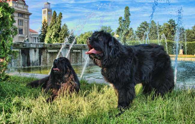Обои картинки фото животные, собаки, фонтаны, трава, бассейн, лужок