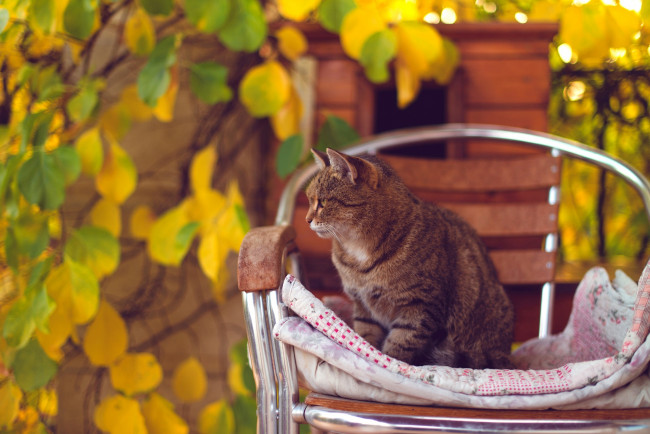 Обои картинки фото животные, коты, стул, листья, осень
