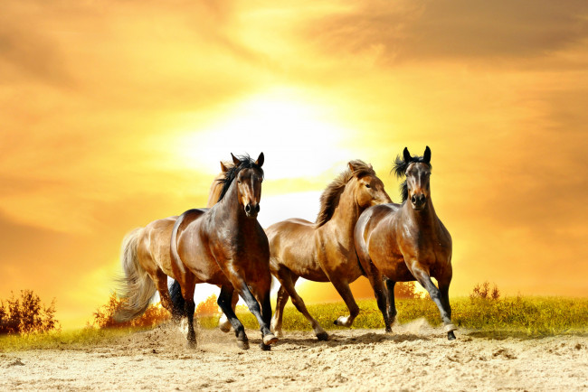 Обои картинки фото животные, лошади, трава, песок, тучи, свет, галоп