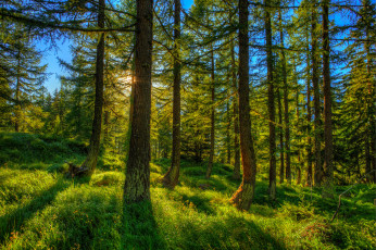 Картинка природа лес деревья