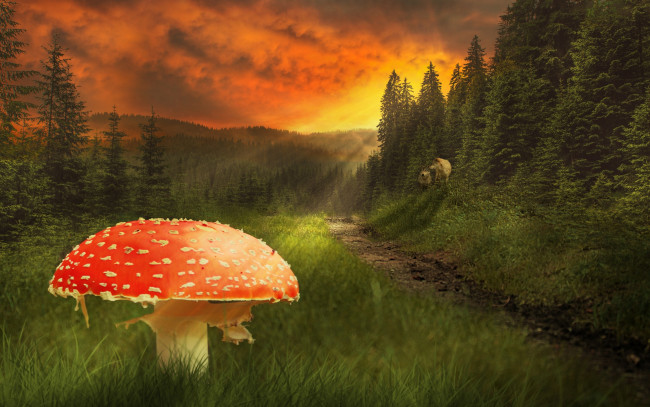 Обои картинки фото природа, грибы,  мухомор, гриб, лес, небо, поляна, рава, фотошоп, вечер, мухомор, тучи, красный, деревья, зарево, зелень, лучи, солнца, волки, тропинка, лето