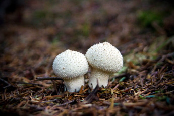 Картинка природа грибы дождевики