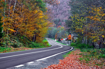 Картинка природа дороги листопад осень поворот шоссе