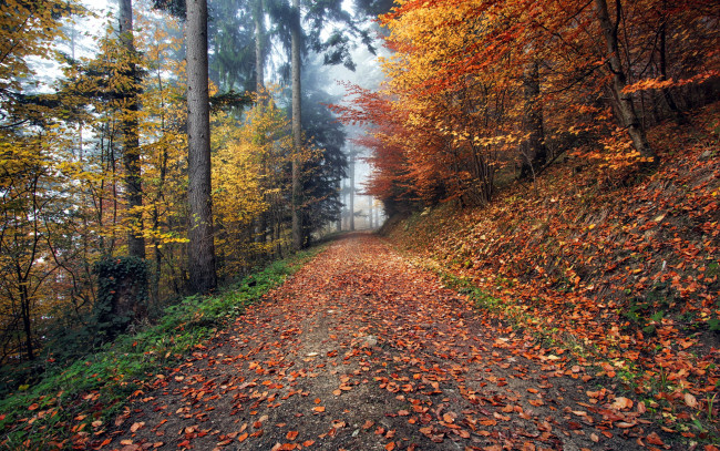 Обои картинки фото природа, дороги, листопад, осень, дорога, лесная