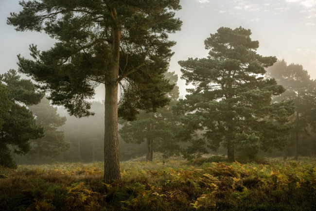 Обои картинки фото природа, деревья, дерево, туман, осень, лес