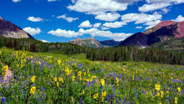 обоя crested butte, colorado, природа, луга, crested, butte