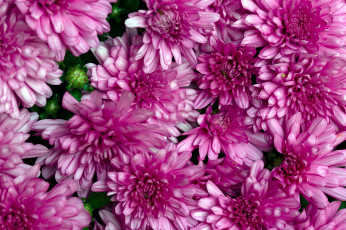 Картинка цветы хризантемы розовые макро