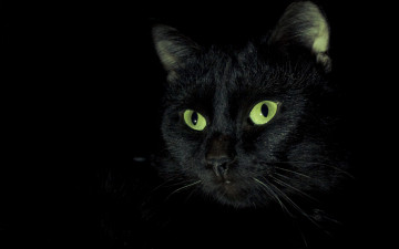 обоя черный кот, животные, коты, кот, животное, фауна, взгляд, фон