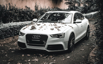 обоя audi rs6, автомобили, audi, белый, листья, стена, кусты, дорожка