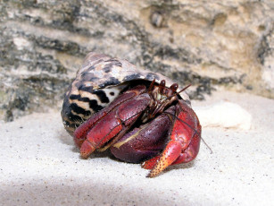 Картинка hermet crab животные крабы раки
