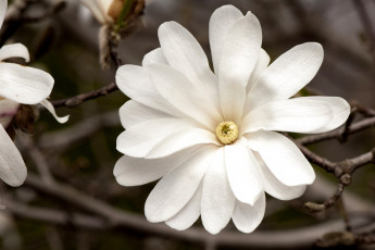 Картинка цветы магнолии большой ветка белый