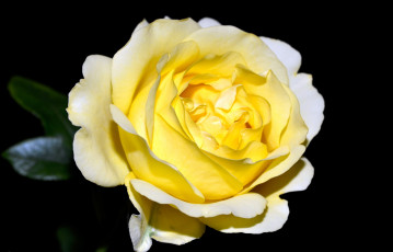 Картинка цветы розы желтый большой
