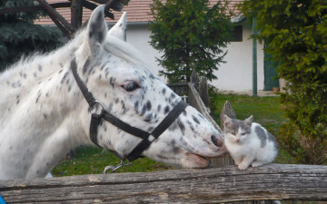 обоя животные, разные, вместе, лошадь, котёнок