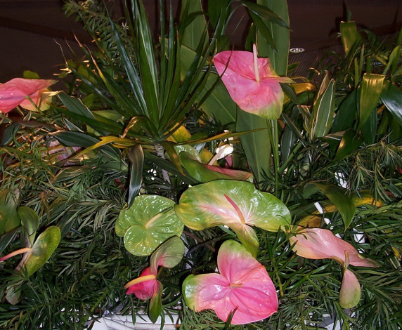Обои картинки фото цветы, антуриум, цветок, фламинго, розовый, зеленый