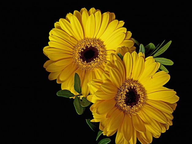 Обои картинки фото цветы, герберы, жёлтый
