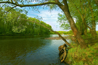 Картинка природа реки озера дерево вода