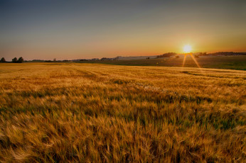 Картинка природа восходы закаты поле посевы колосья солнце