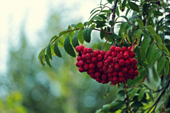 Картинка природа Ягоды рябина красные плоды ветки дерево листья
