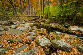 Картинка tennessee usа природа лес осень ручей