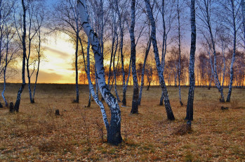 Картинка природа деревья березы листва закат осень