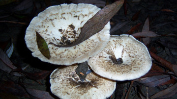 Картинка природа грибы вешанки