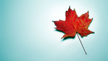 Картинка природа листья кленовый красный осенний лист фон