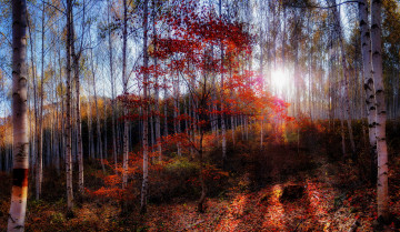 Картинка природа лес свет красные листья солнце березовая роща осень